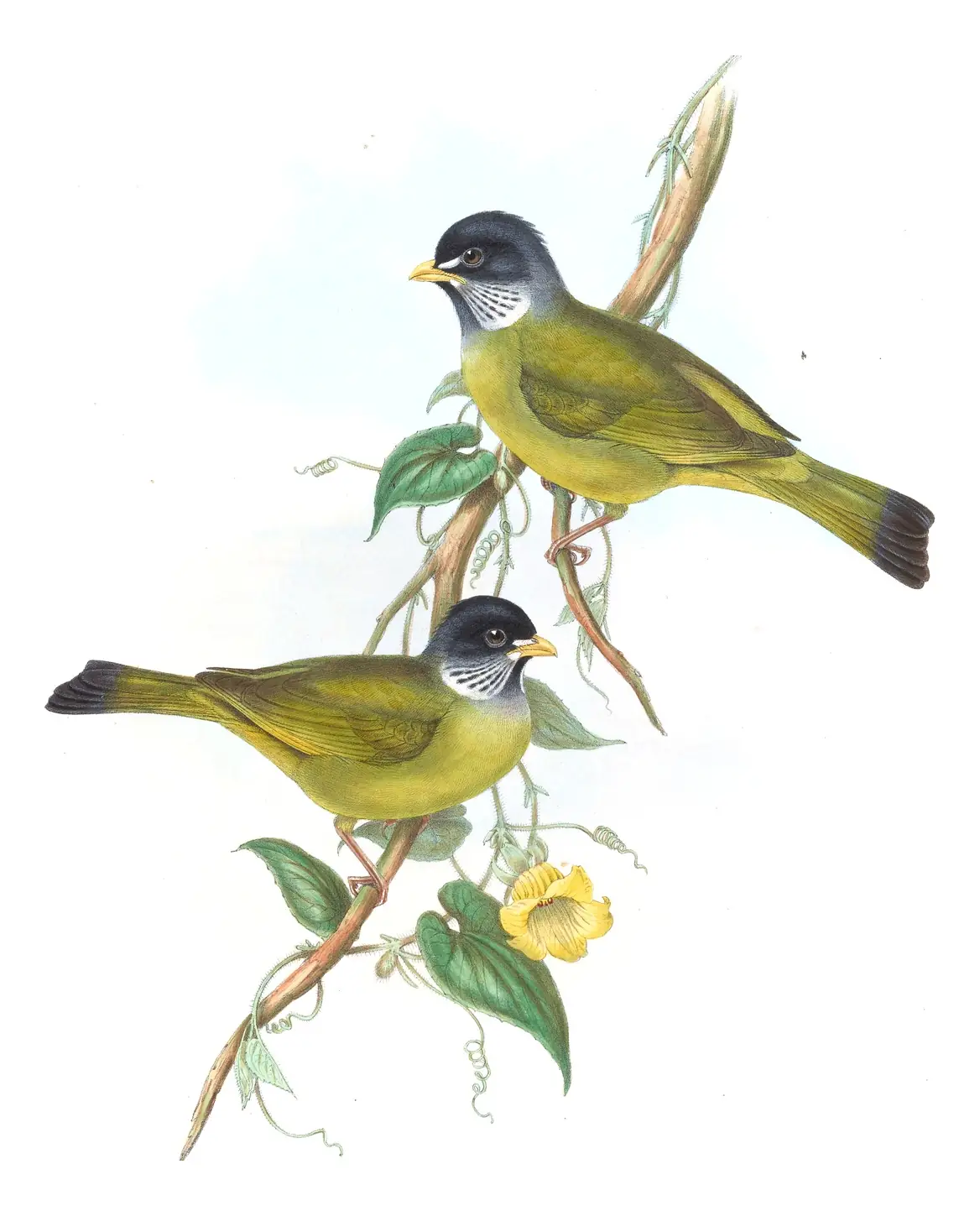 Volume III, plate 10 of Gould's The Birds of Asia: Collared Finchbill (Spizixos semitorques)