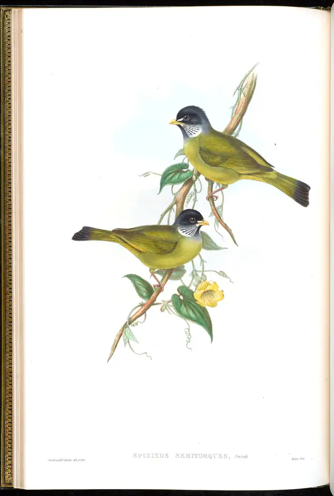 The whole sheet of volume III, plate 10, with its engraved caption