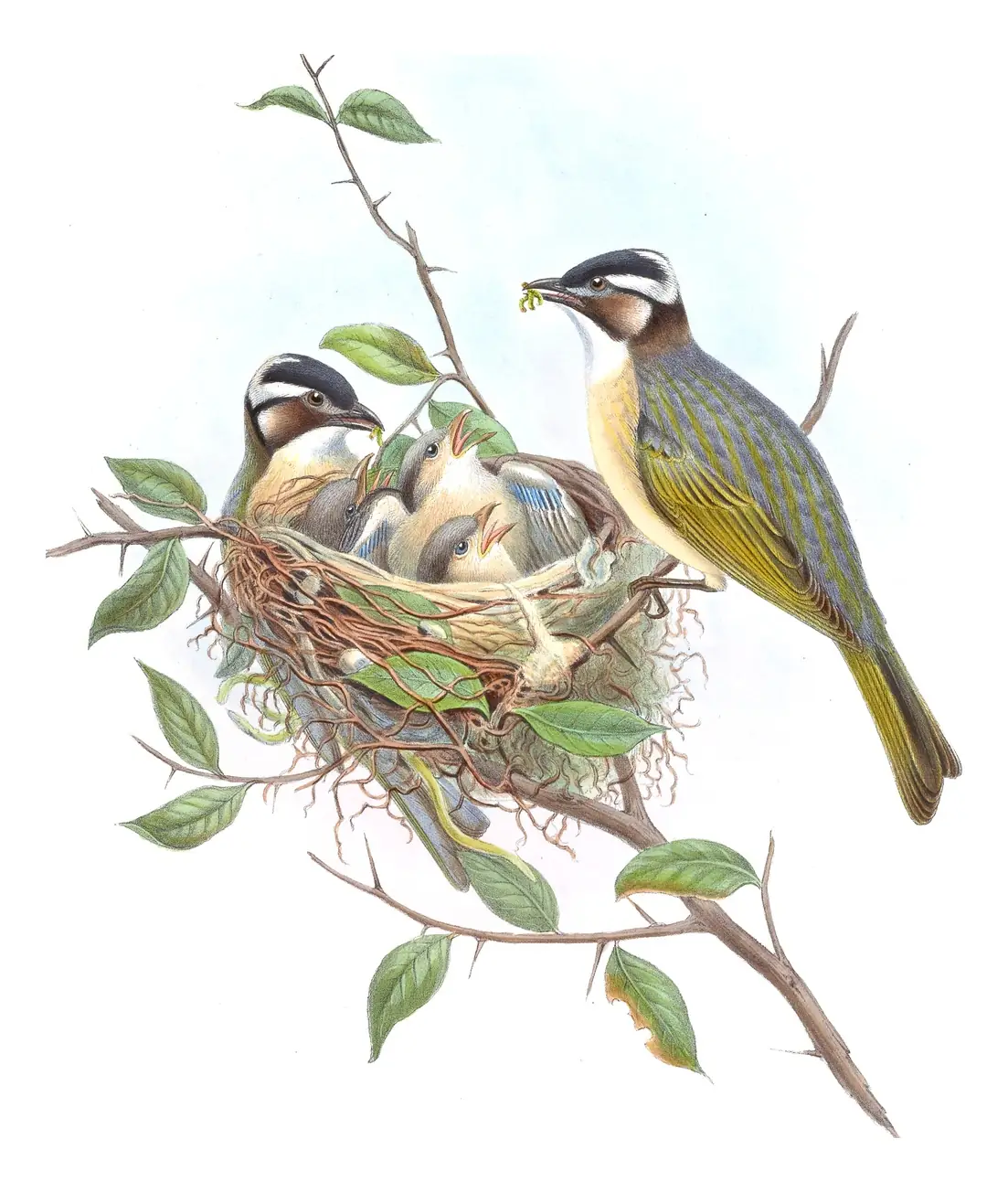 Volume III, plate 11 of Gould's The Birds of Asia: Light-vented Bulbul (Pycnonotus sinensis)
