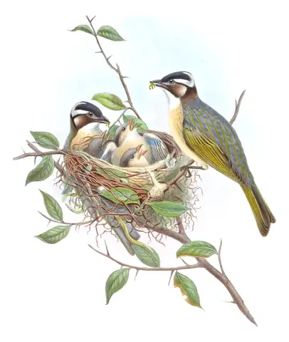 Volume III, plate 11 of Gould's The Birds of Asia: Light-vented Bulbul (Pycnonotus sinensis)
