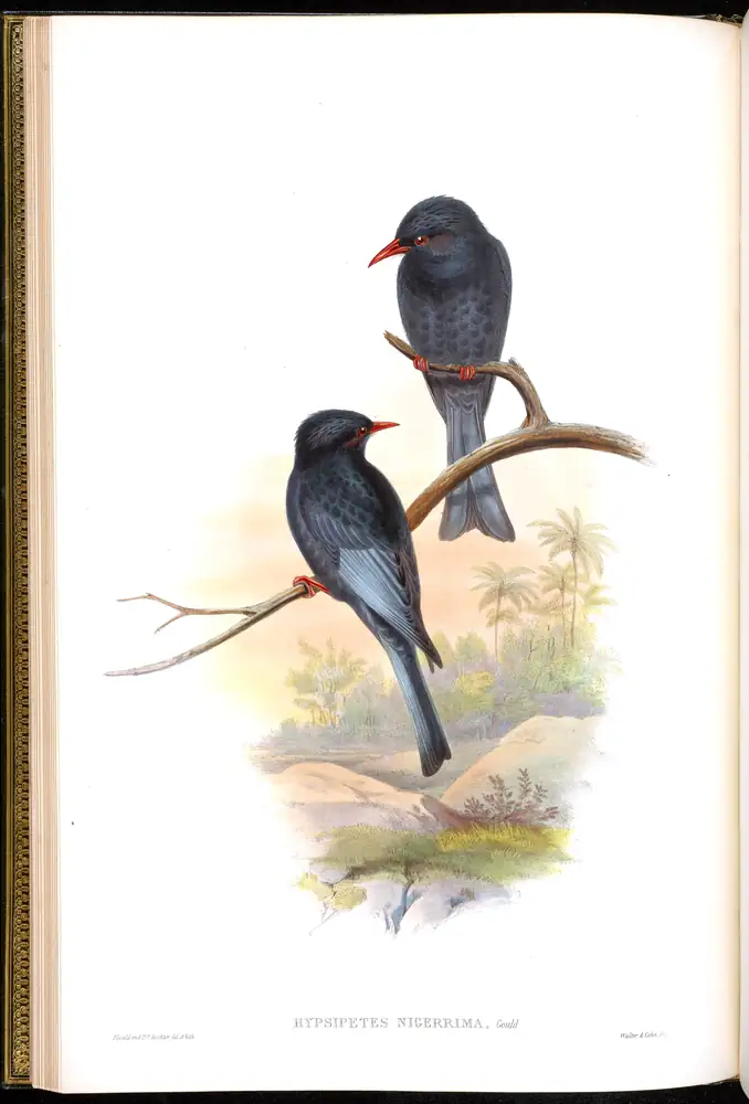 The whole sheet of volume III, plate 12, with its engraved caption