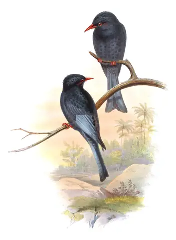 Volume III, plate 12 of Gould's The Birds of Asia: Black Bulbul (Hypsipetes leucocephalus)