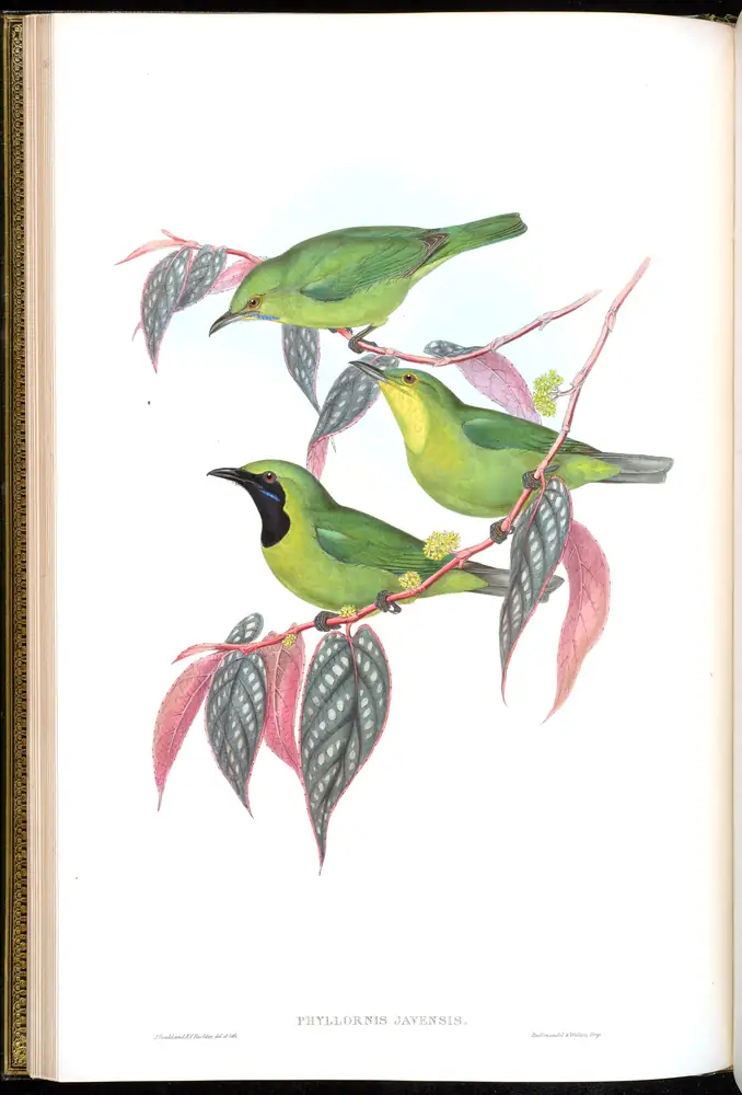 The whole sheet of volume III, plate 13, with its engraved caption
