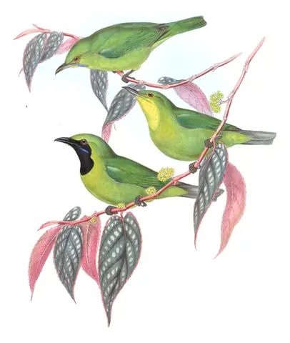 Volume III, plate 13 of Gould's The Birds of Asia: Greater Green Leafbird (Chloropsis sonnerati)