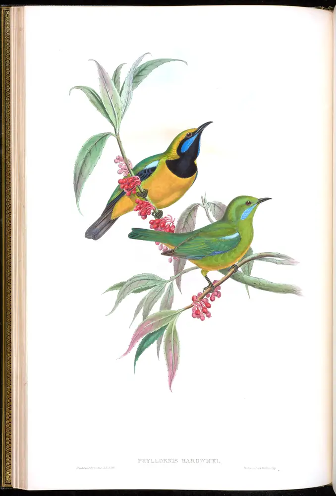 The whole sheet of volume III, plate 14, with its engraved caption