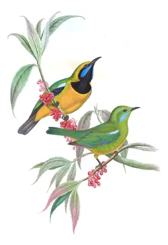 Volume III, plate 14 of Gould's The Birds of Asia: Orange-bellied Leafbird (Chloropsis hardwickii)