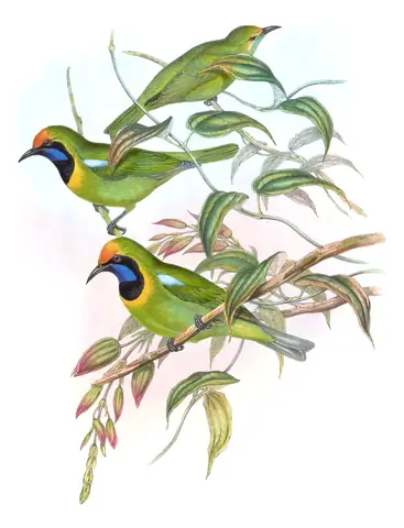 Volume III, plate 15 of Gould's The Birds of Asia: Golden-fronted Leafbird (Chloropsis aurifrons)