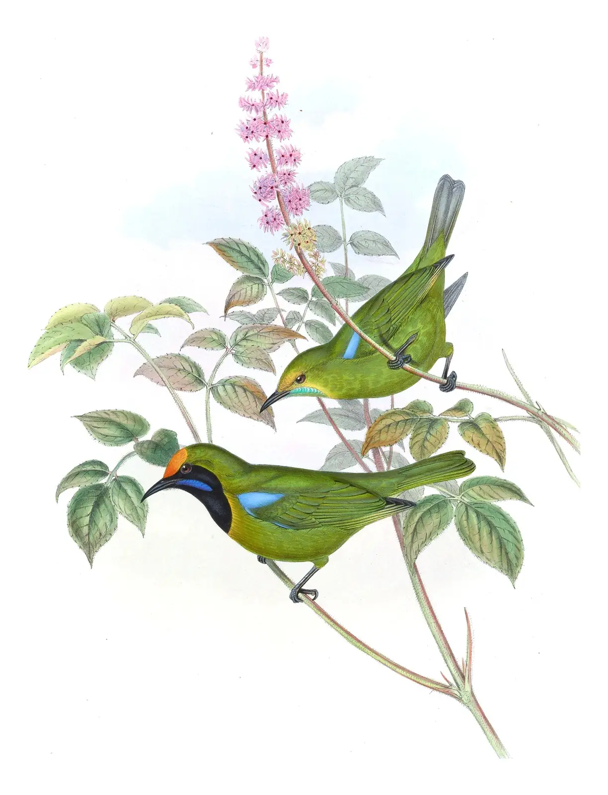 Volume III, plate 16 of Gould's The Birds of Asia: Golden-fronted Leafbird (Chloropsis aurifrons)