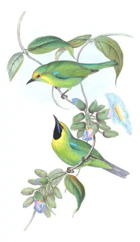 Volume III, plate 17 of Gould's The Birds of Asia: Jerdon's Leafbird (Chloropsis jerdoni)