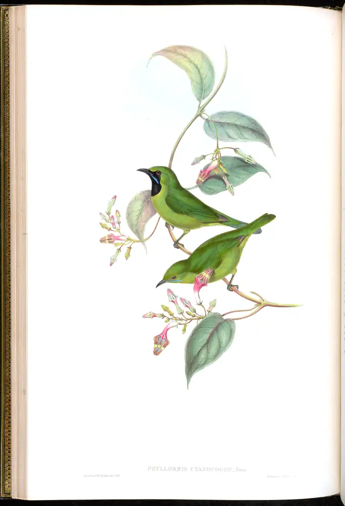 The whole sheet of volume III, plate 18, with its engraved caption