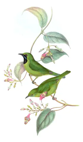 Volume III, plate 18 of Gould's The Birds of Asia: Lesser Green Leafbird (Chloropsis cyanopogon)