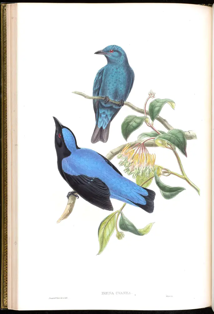 The whole sheet of volume III, plate 19, with its engraved caption