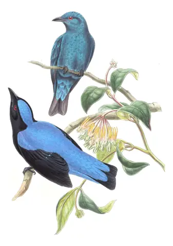 Volume III, plate 19 of Gould's The Birds of Asia: Asian Fairy-bluebird (Irena puella)