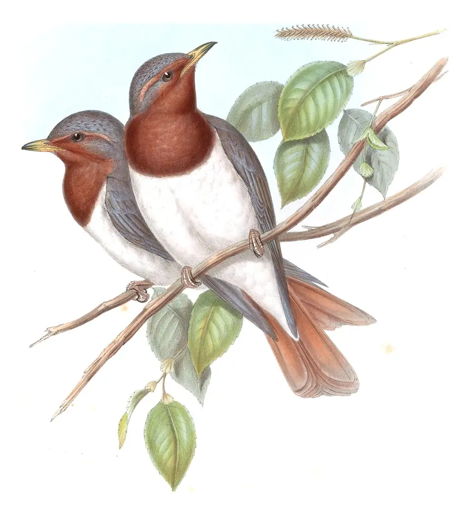 Volume III, plate 2 of Gould's The Birds of Asia: Red-throated Thrush (Turdus ruficollis)