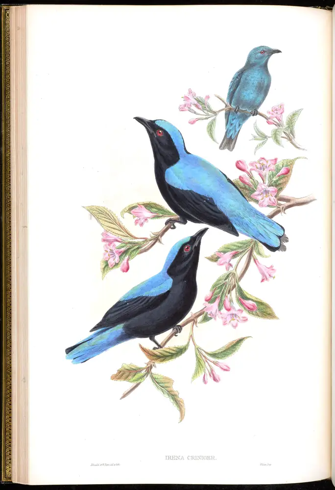 The whole sheet of volume III, plate 20, with its engraved caption