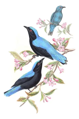 Volume III, plate 20 of Gould's The Birds of Asia: Asian Fairy-bluebird (Irena puella)