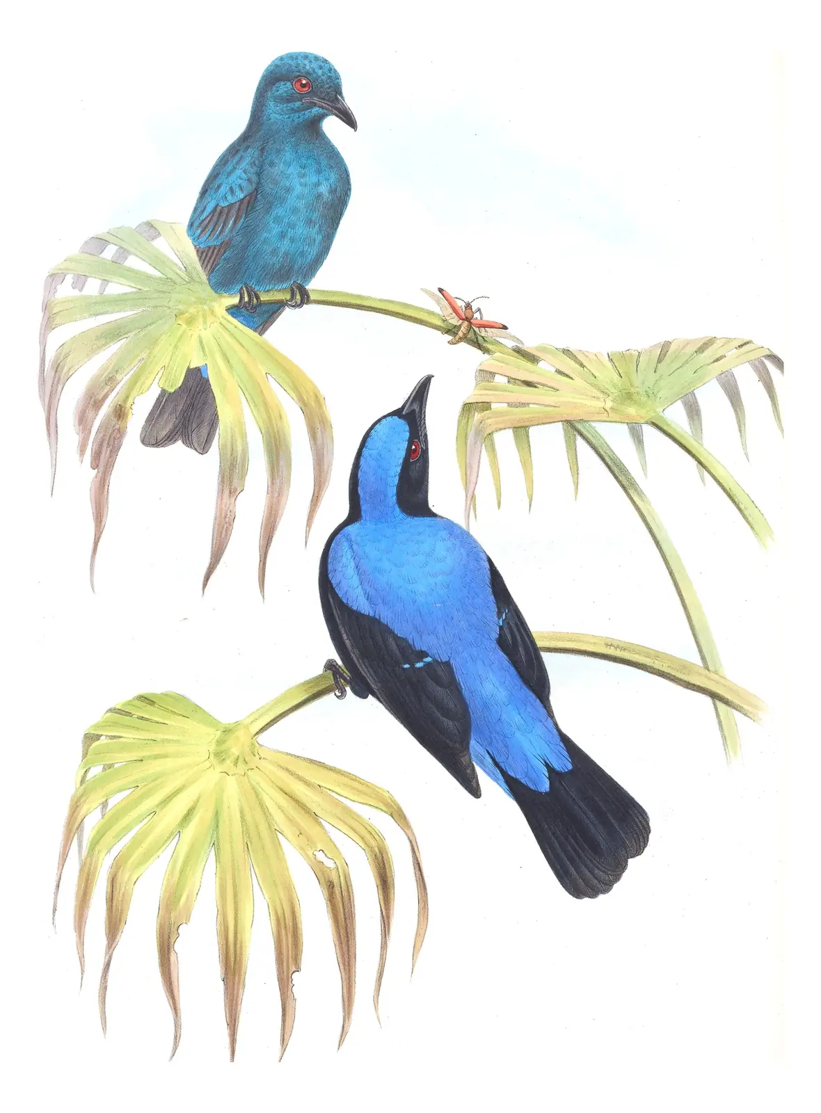 Volume III, plate 21 of Gould's The Birds of Asia: Asian Fairy-bluebird (Irena puella)