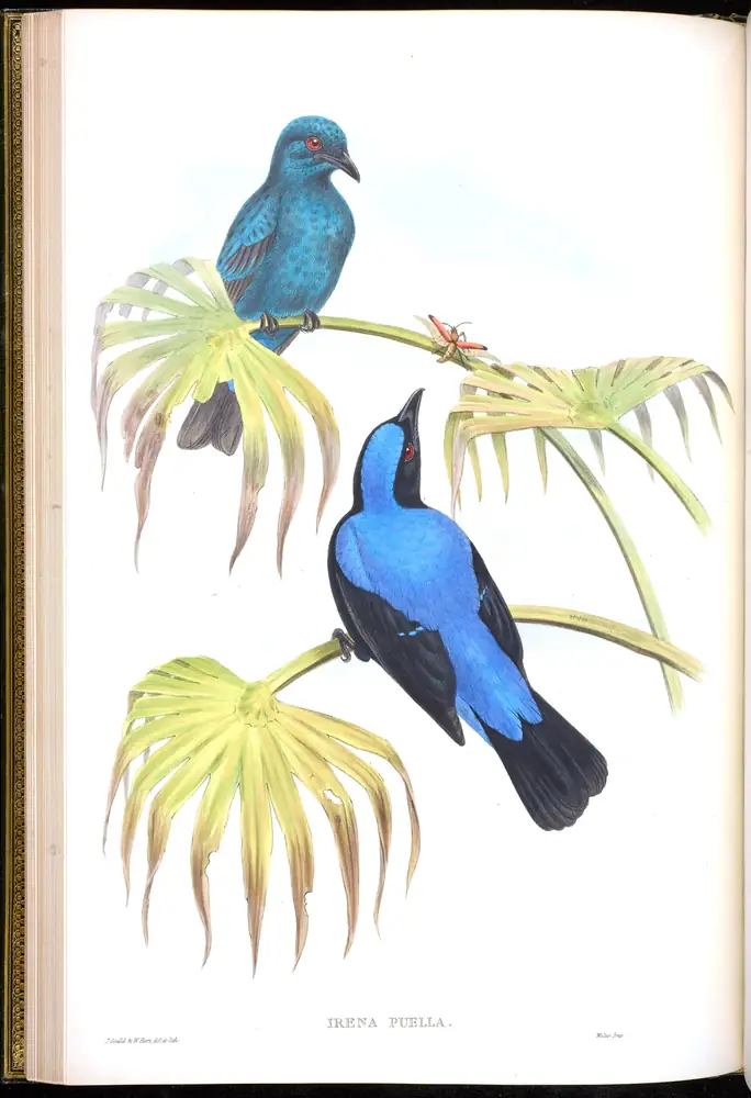 The whole sheet of volume III, plate 21, with its engraved caption