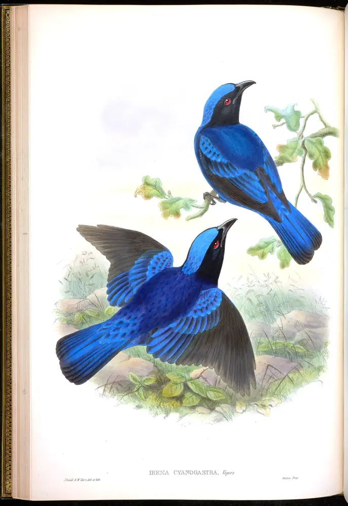 The whole sheet of volume III, plate 22, with its engraved caption