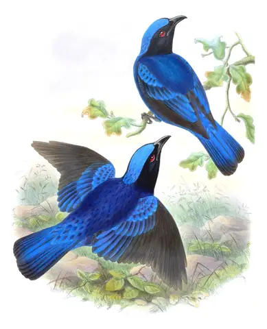 Volume III, plate 22 of Gould's The Birds of Asia: Philippine Fairy-bluebird (Irena cyanogastra)