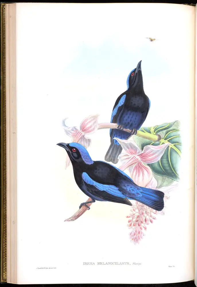 The whole sheet of volume III, plate 23, with its engraved caption