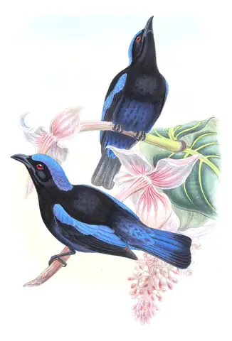 Volume III, plate 23 of Gould's The Birds of Asia: Philippine Fairy-bluebird (Irena cyanogastra)