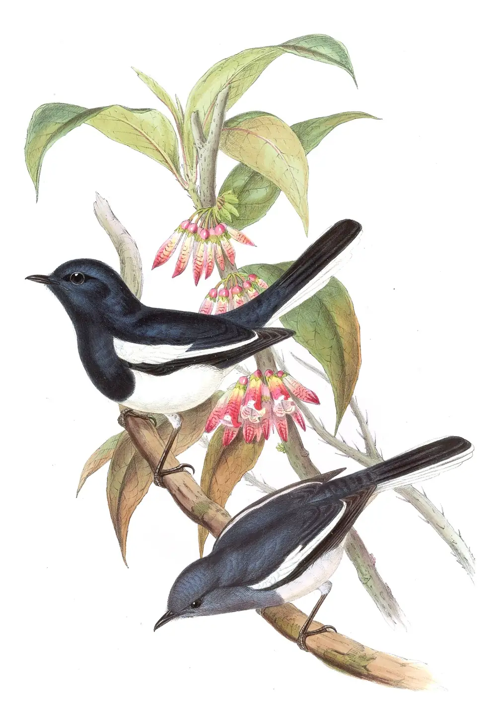 Volume III, plate 24 of Gould's The Birds of Asia: Oriental Magpie-Robin (Copsychus saularis)