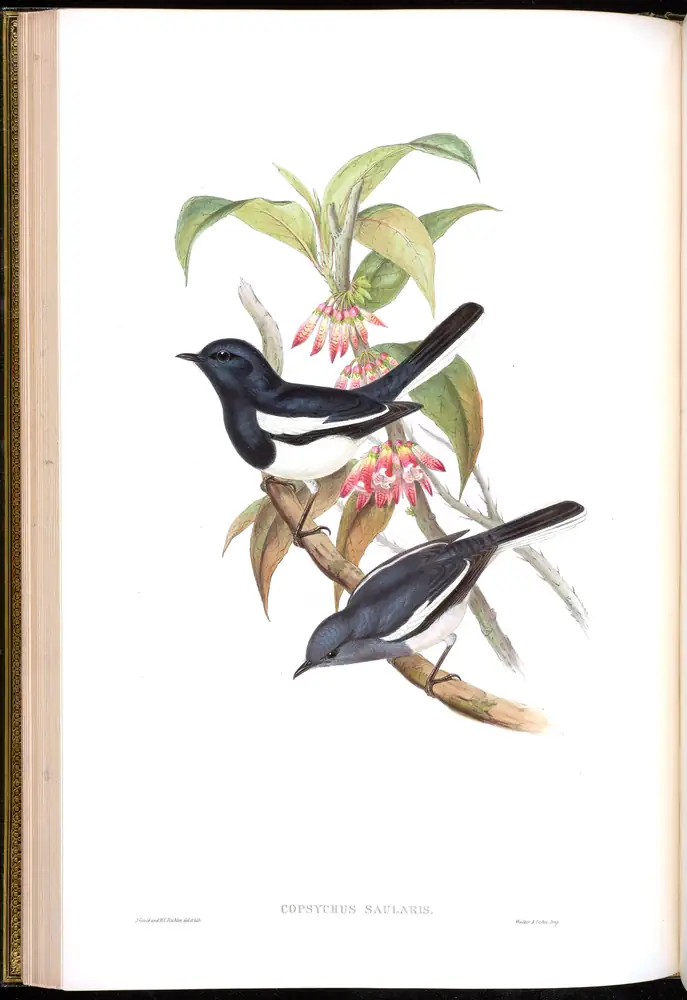 The whole sheet of volume III, plate 24, with its engraved caption