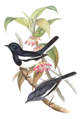 Volume III, plate 24 of Gould's The Birds of Asia: Oriental Magpie-Robin (Copsychus saularis)