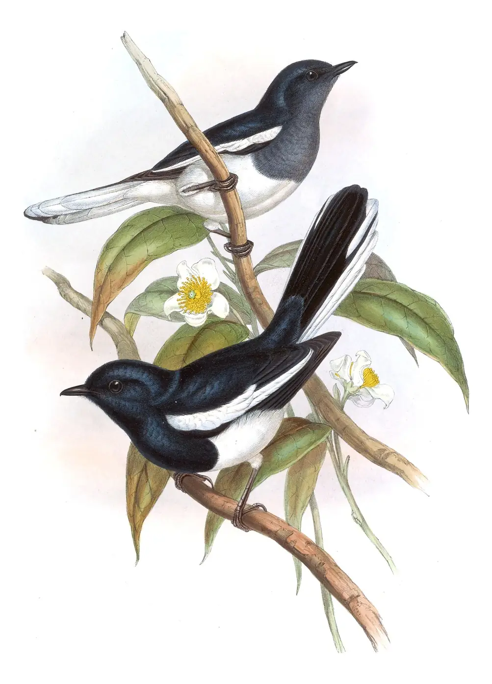 Volume III, plate 25 of Gould's The Birds of Asia: Oriental Magpie-Robin (Copsychus saularis)