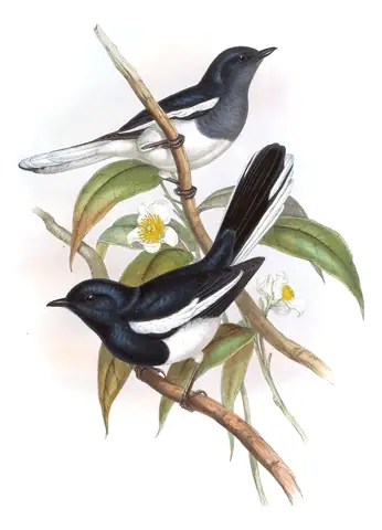 Volume III, plate 25 of Gould's The Birds of Asia: Oriental Magpie-Robin (Copsychus saularis)