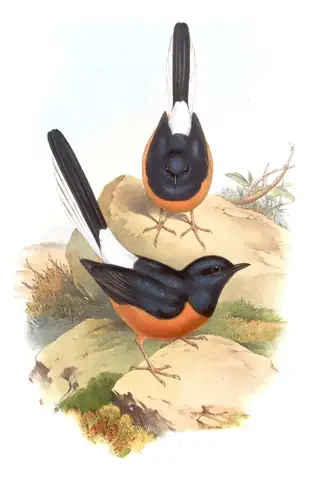 Volume III, plate 26 of Gould's The Birds of Asia: White-rumped Shama (Copsychus malabaricus)
