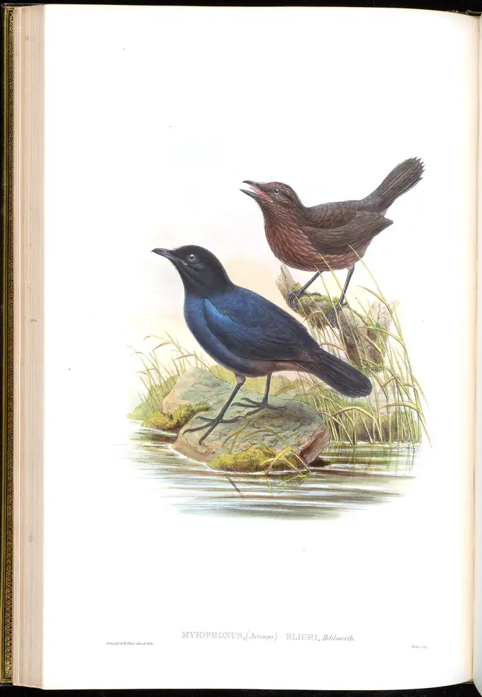 The whole sheet of volume III, plate 27, with its engraved caption