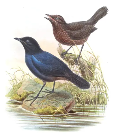 Volume III, plate 27 of Gould's The Birds of Asia: Sri Lanka Whistling-Thrush (Myophonus blighi)