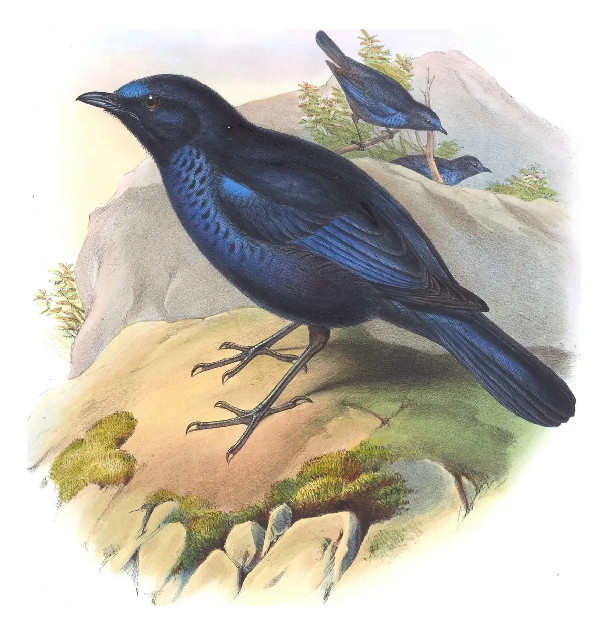 Volume III, plate 28 of Gould's The Birds of Asia: Taiwan Whistling-Thrush (Myophonus insularis)