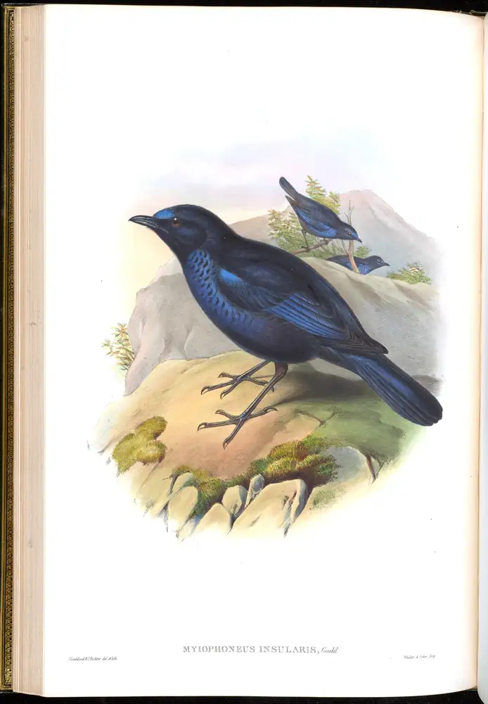 The whole sheet of volume III, plate 28, with its engraved caption