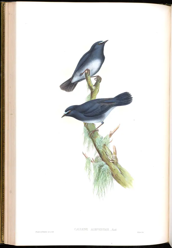 The whole sheet of volume III, plate 29, with its engraved caption