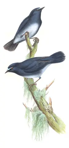 Volume III, plate 29 of Gould's The Birds of Asia: White-bellied Sholakili (Sholicola albiventris)