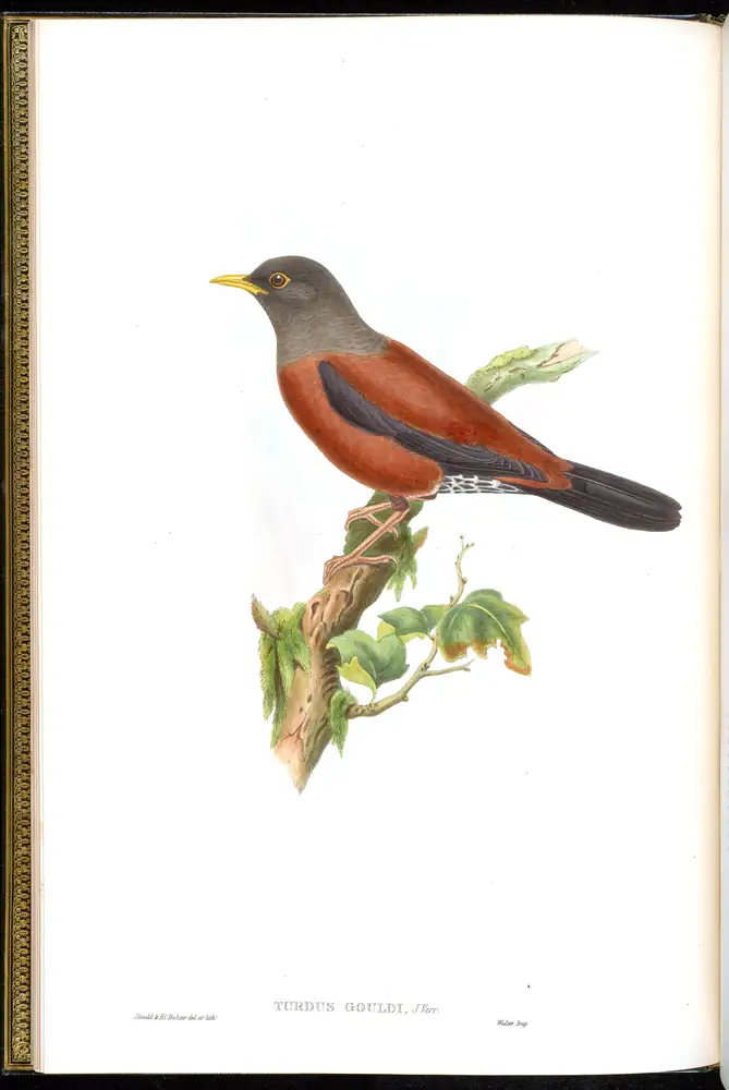 The whole sheet of volume III, plate 3, with its engraved caption