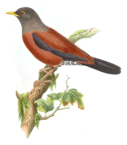 Volume III, plate 3 of Gould's The Birds of Asia: Chestnut Thrush (Turdus rubrocanus)