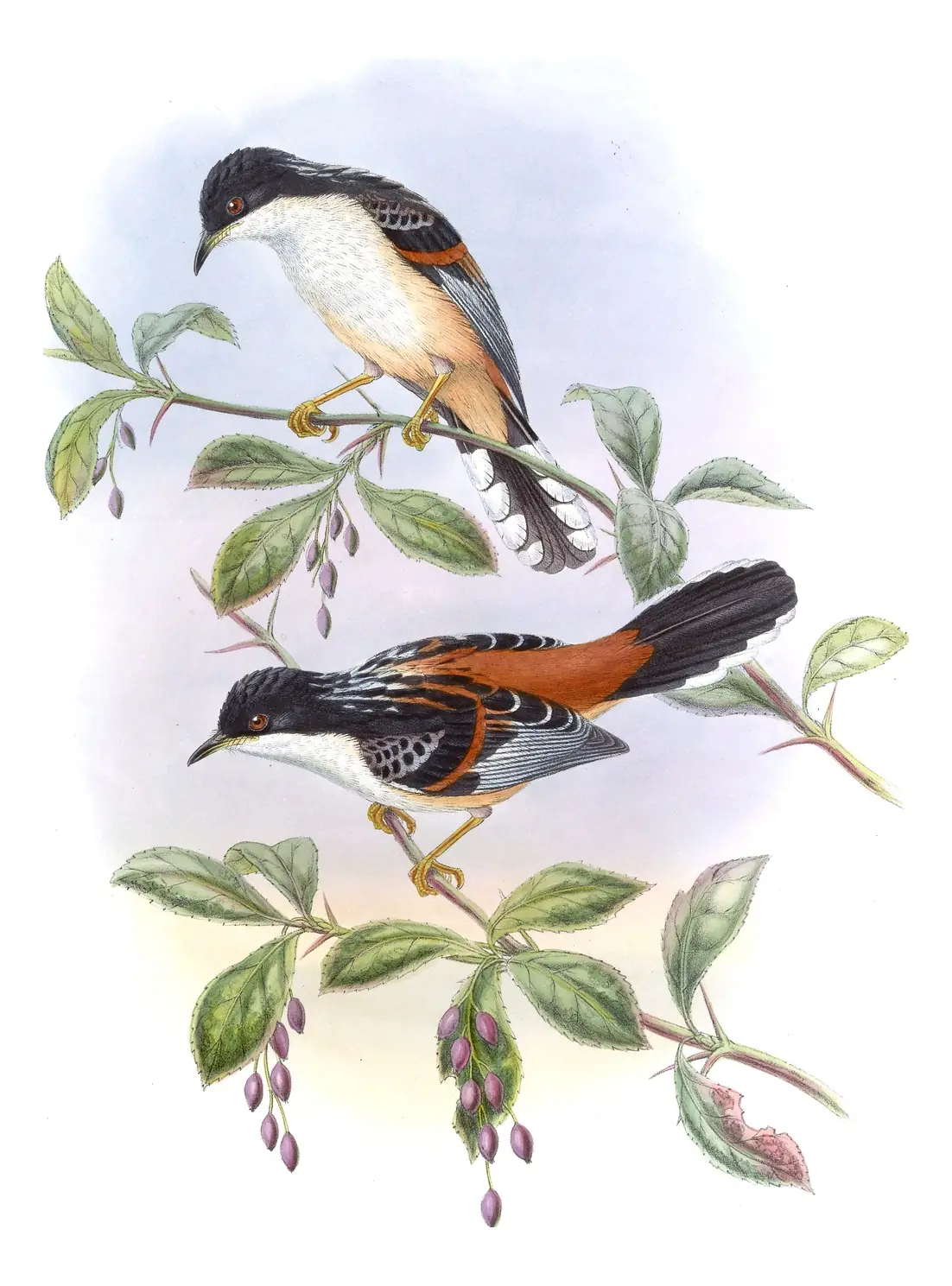 Volume III, plate 30 of Gould's The Birds of Asia: Rufous-backed Sibia (Leioptila annectens)