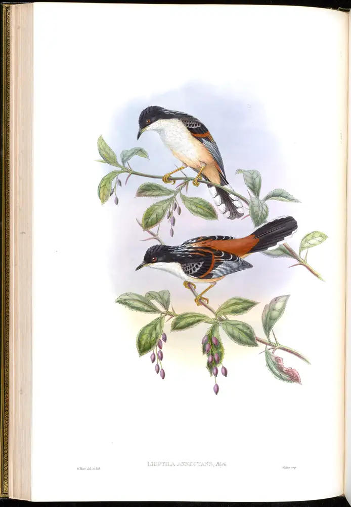The whole sheet of volume III, plate 30, with its engraved caption
