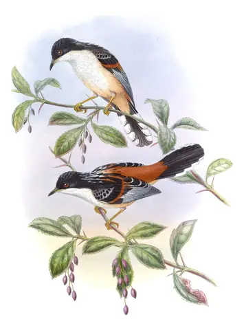 Volume III, plate 30 of Gould's The Birds of Asia: Rufous-backed Sibia (Leioptila annectens)