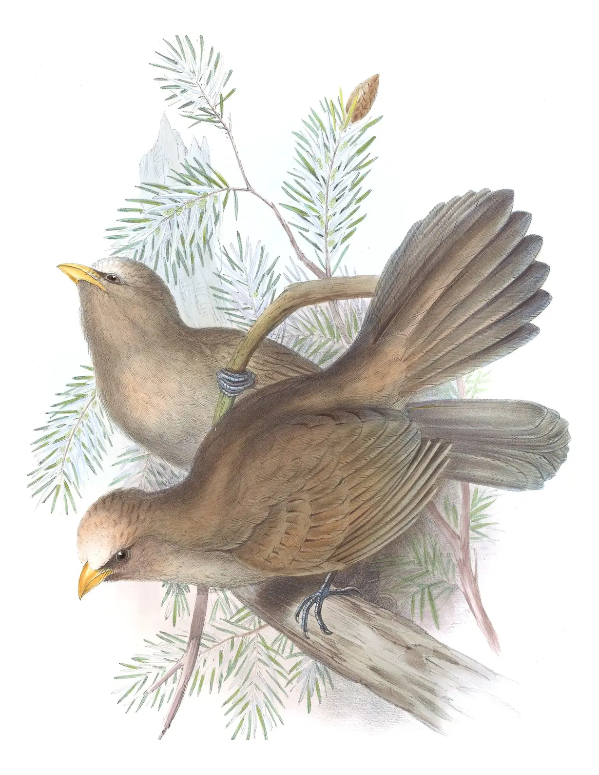 Volume III, plate 31 of Gould's The Birds of Asia: Great Parrotbill (Paradoxornis aemodius)