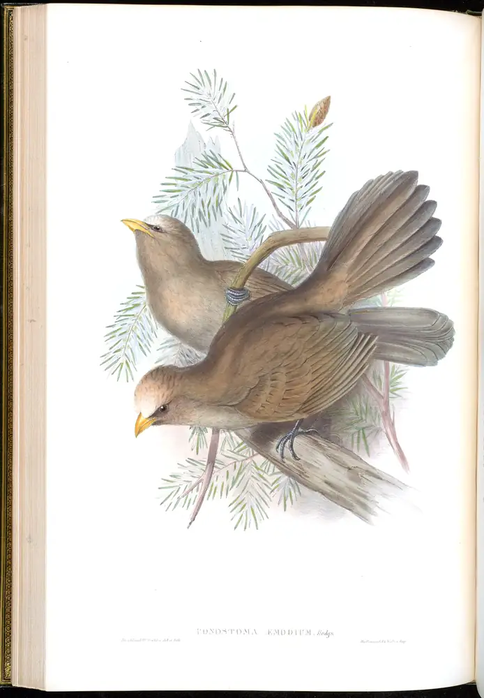 The whole sheet of volume III, plate 31, with its engraved caption
