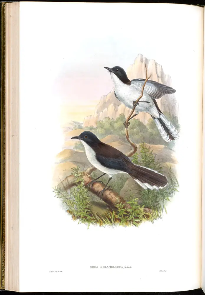 The whole sheet of volume III, plate 32, with its engraved caption