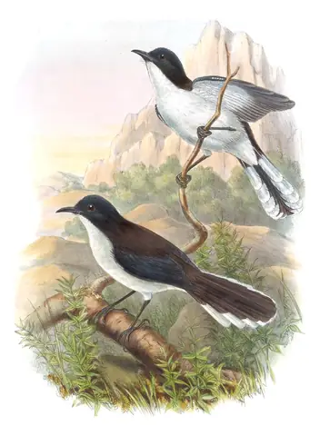 Volume III, plate 32 of Gould's The Birds of Asia: Black-backed Sibia (Heterophasia melanoleuca)