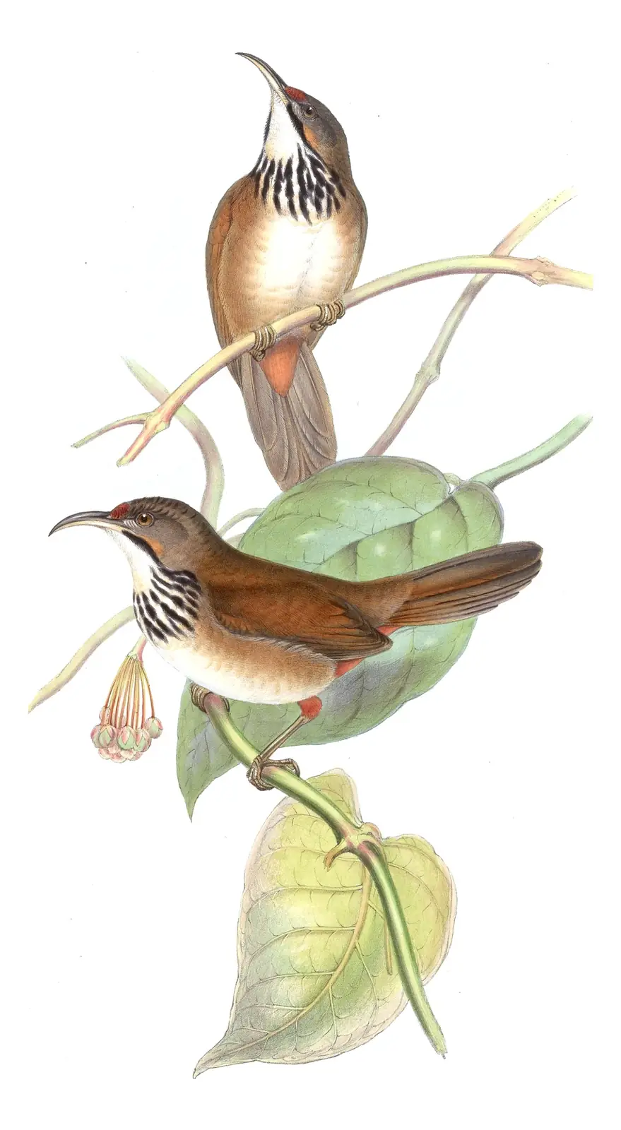 Volume III, plate 33 of Gould's The Birds of Asia: Black-necklaced Scimitar-Babbler (Erythrogenys erythrocnemis)