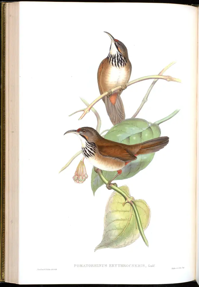 The whole sheet of volume III, plate 33, with its engraved caption