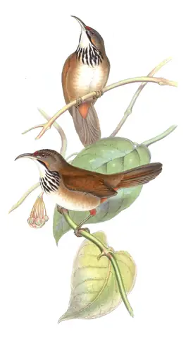Volume III, plate 33 of Gould's The Birds of Asia: Black-necklaced Scimitar-Babbler (Erythrogenys erythrocnemis)